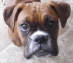 Angel - Boxer (6 mois)