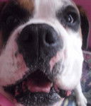 Arianna - Boxer (2 ans)