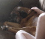 Duke - Boxer Mâle (14 ans)