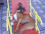 Huesos - Boxer Mâle (3 ans)