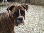 Siska - Boxer (3 mois)