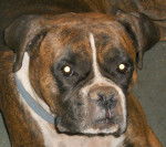 Wynona - Boxer (2 ans)