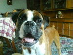 Max - Boxer Mâle (3 ans)