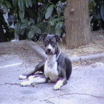 VANILLE - Boxer (4 ans)