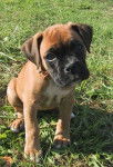 Lili - Boxer (3 mois)