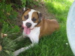 Crousty - Boxer Mâle (2 ans)