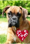 dixi - Boxer (10 mois)