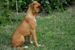 ragea - Boxer (11 ans)