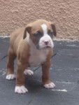box - Boxer M&acirc;le (2 mois)
