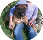 Yogy - Boxer Mâle (6 ans)