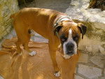 Sam - Boxer Mâle (10 ans)