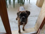 saga - Boxer (8 ans)