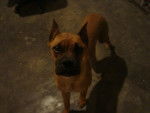 melissa - Boxer (11 mois)