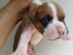 balmut - Boxer Mâle (2 mois)