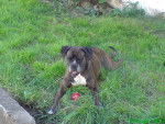 NEO - Boxer (11 ans)