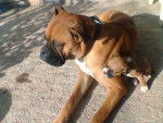 Caramelo y su padre Pistache - Boxer Mâle (4 mois)