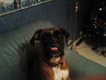 VANILLE - Boxer (4 ans)