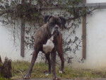 NEO - Boxer (11 ans)