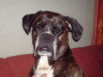 NEO - Boxer (11 ans)