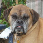 Sammy - Boxer Mâle (6 ans)