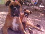 Pistache y su hijo Caramelo - Boxer Mâle
