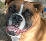 Bullet - Boxer Mâle (5 ans)