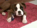 Chata - Boxer (8 mois)