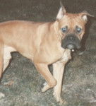 Bud Kuss - Boxer Mâle (Autre)