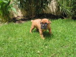 awara - Boxer (3 mois)