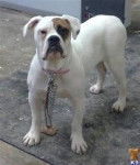 Blanco un poco mas grande - Boxer Mâle (6 mois)