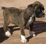 rocky - Boxer Mâle (8 mois)