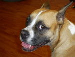 Maggie - Boxer (1 an)