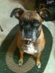 Deva - Boxer (7 ans)