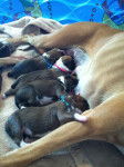 Princess and Pups - Boxer