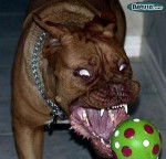 zabou - Boxer Mâle (Autre)