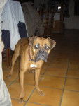 Cristal - Boxer (2 ans)
