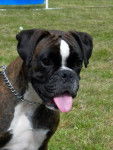 BROOKLYN - Boxer (2 ans)