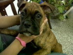Tigger - Boxer Mâle (1 an)