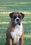 Lody - Boxer M&acirc;le (6 ans)