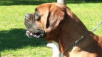 Jaime - Boxer Mâle (3 ans)