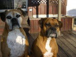 gamine et maguy - Boxer (8 ans)