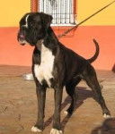 ROCKY - Boxer Mâle (11 mois)