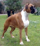 Wuff - Boxer Mâle (3 ans)