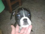 yara - Boxer (2 mois)