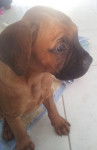 Henji (vendue) - Boxer (2 mois)