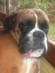 Venga - Boxer (5 ans)