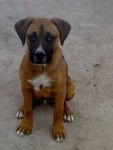 terry - Boxer M&acirc;le (6 mois)
