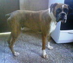 Zeus - Boxer Mâle (5 ans)