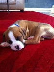 Prince B boy - Boxer Mâle (1 mois)
