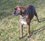 Aphrodite - Boxer (12 ans)